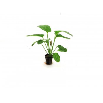 ANUBIAS - ECHINODORUS 'OZELOT GREEN'